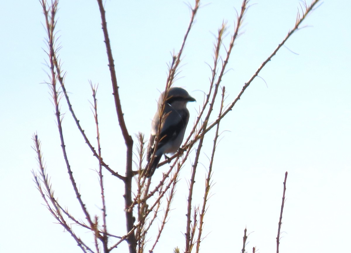 Northern Shrike - ML610749125