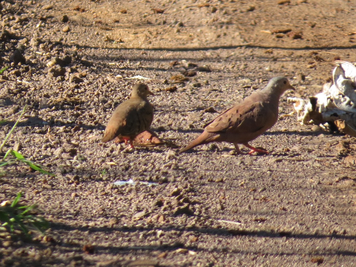 Ruddy Ground Dove - ML610749157