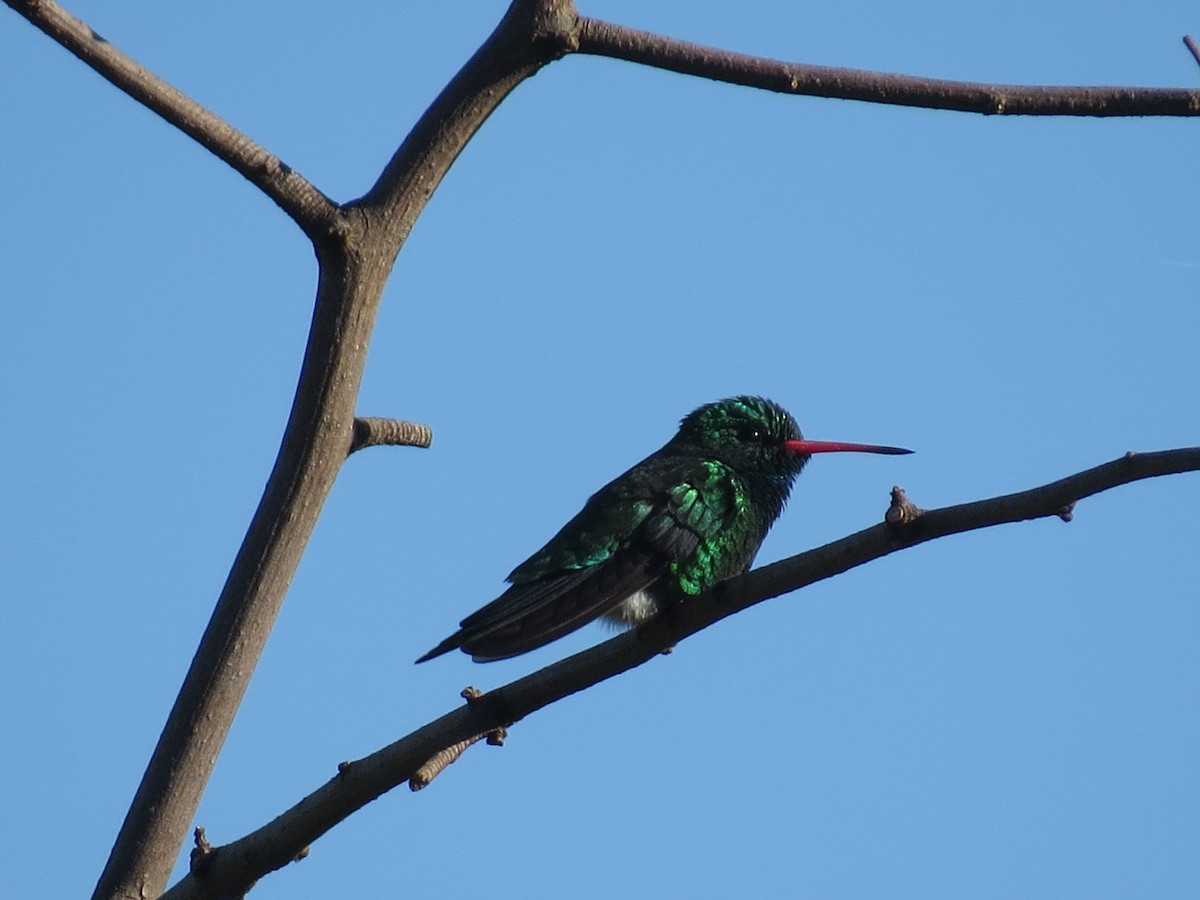 kolibřík lesklobřichý - ML610749165