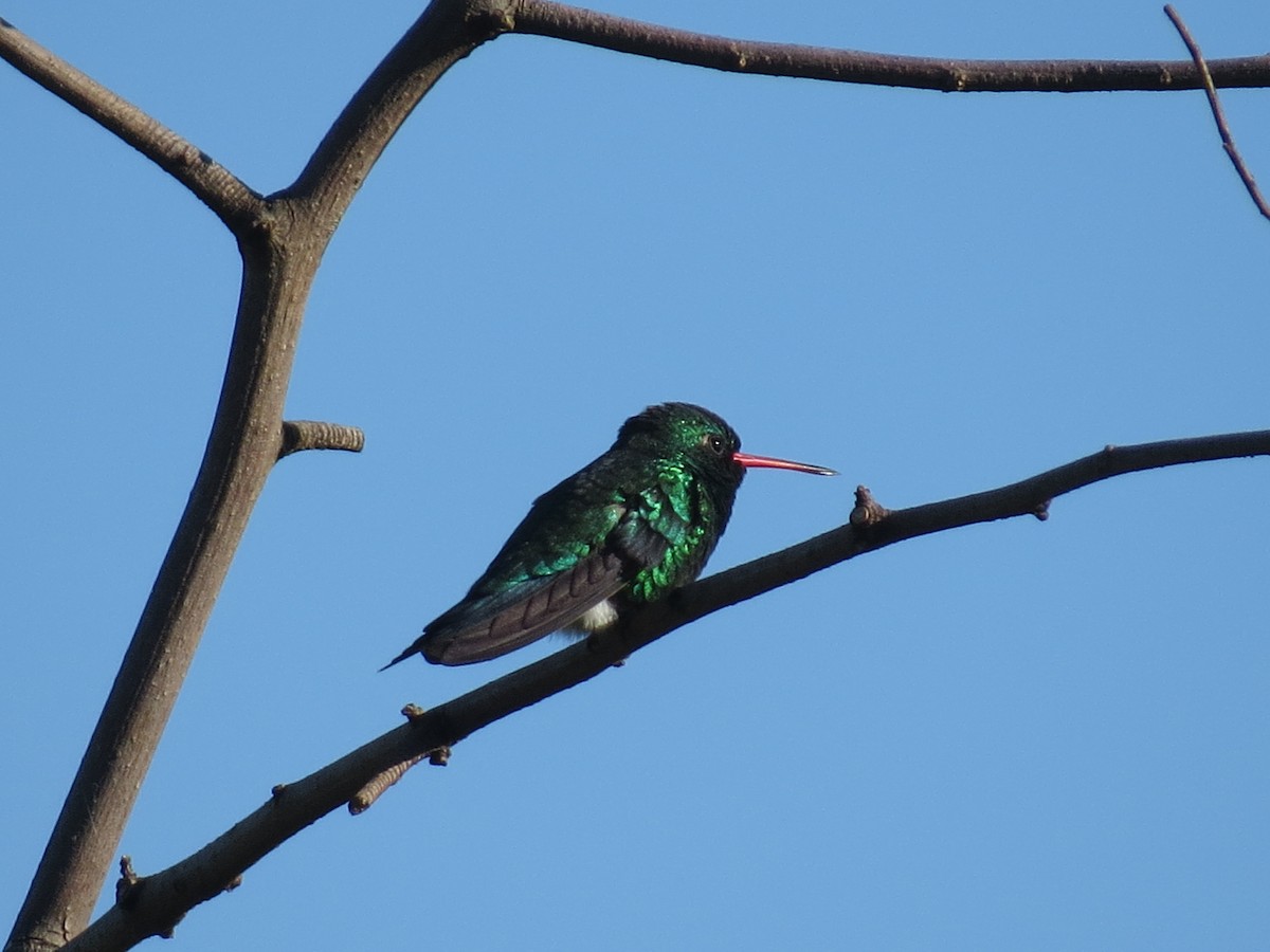 kolibřík lesklobřichý - ML610749166