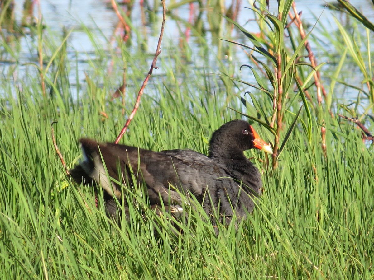 Common Gallinule - ML610749193