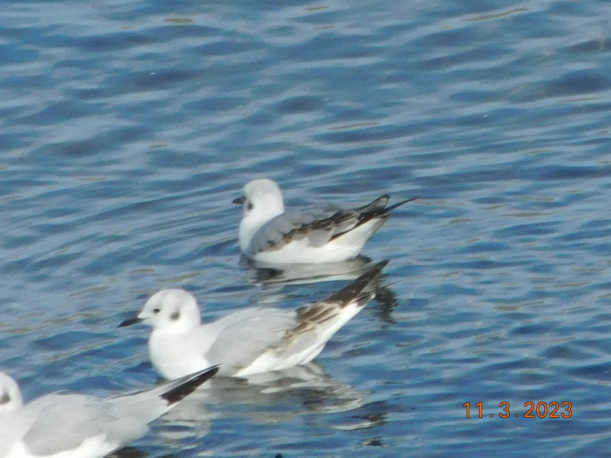 Bonaparte's Gull - ML610749194