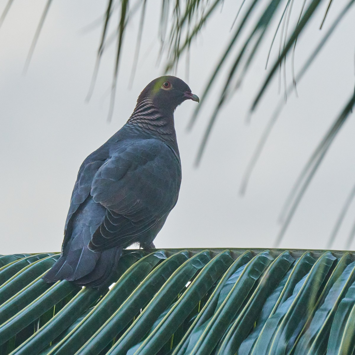 Scaly-naped Pigeon - ML610749204
