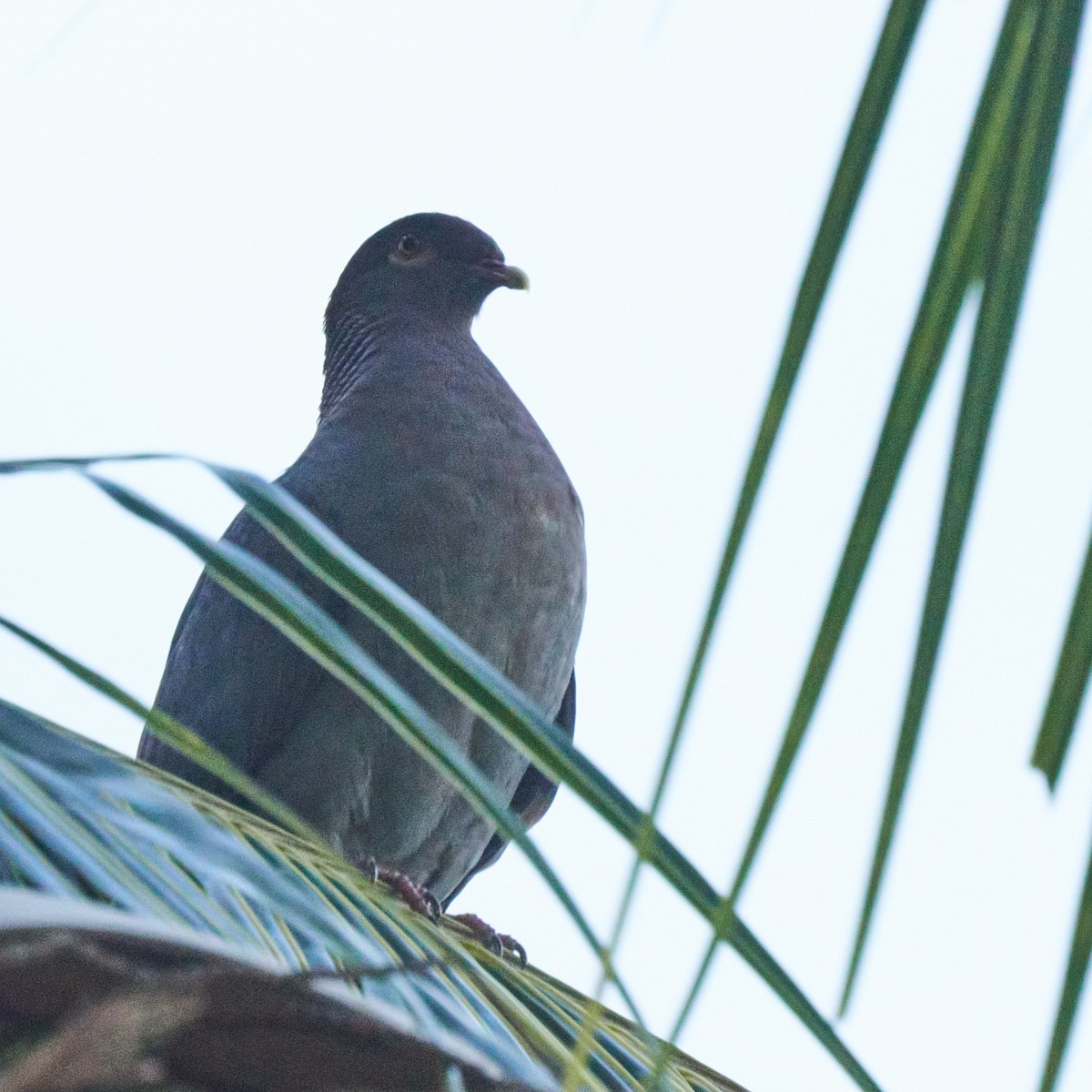 Scaly-naped Pigeon - ML610749218
