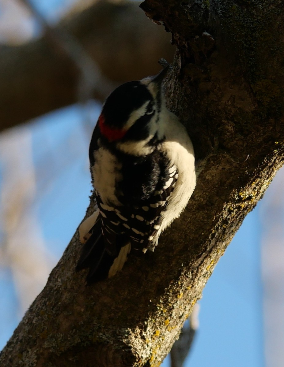 Downy Woodpecker - ML610749228