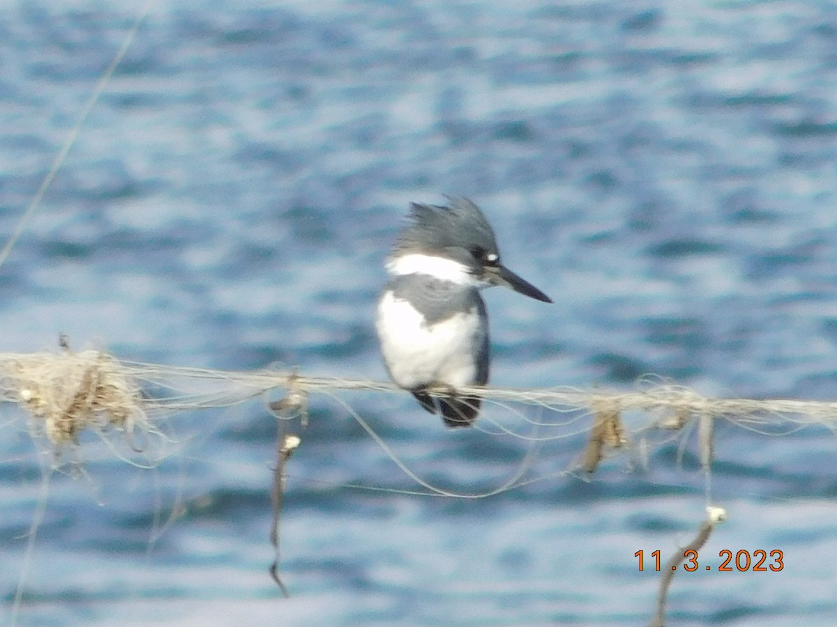 Belted Kingfisher - ML610749261