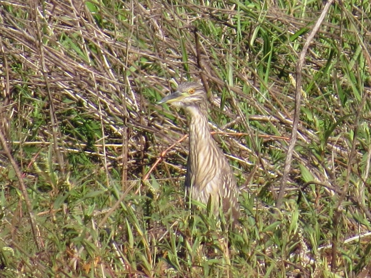 Black-crowned Night Heron - Rafael Coloda