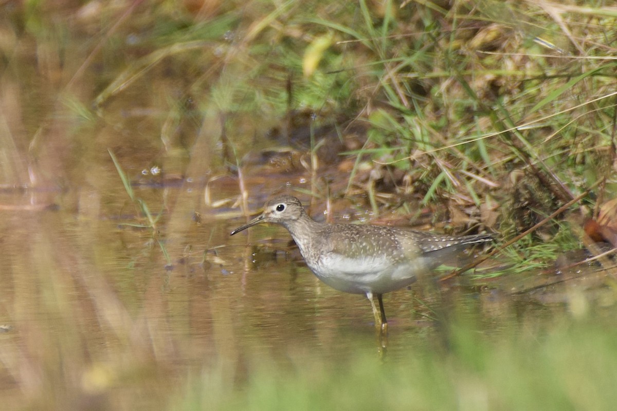 Solitary Sandpiper - ML610749364