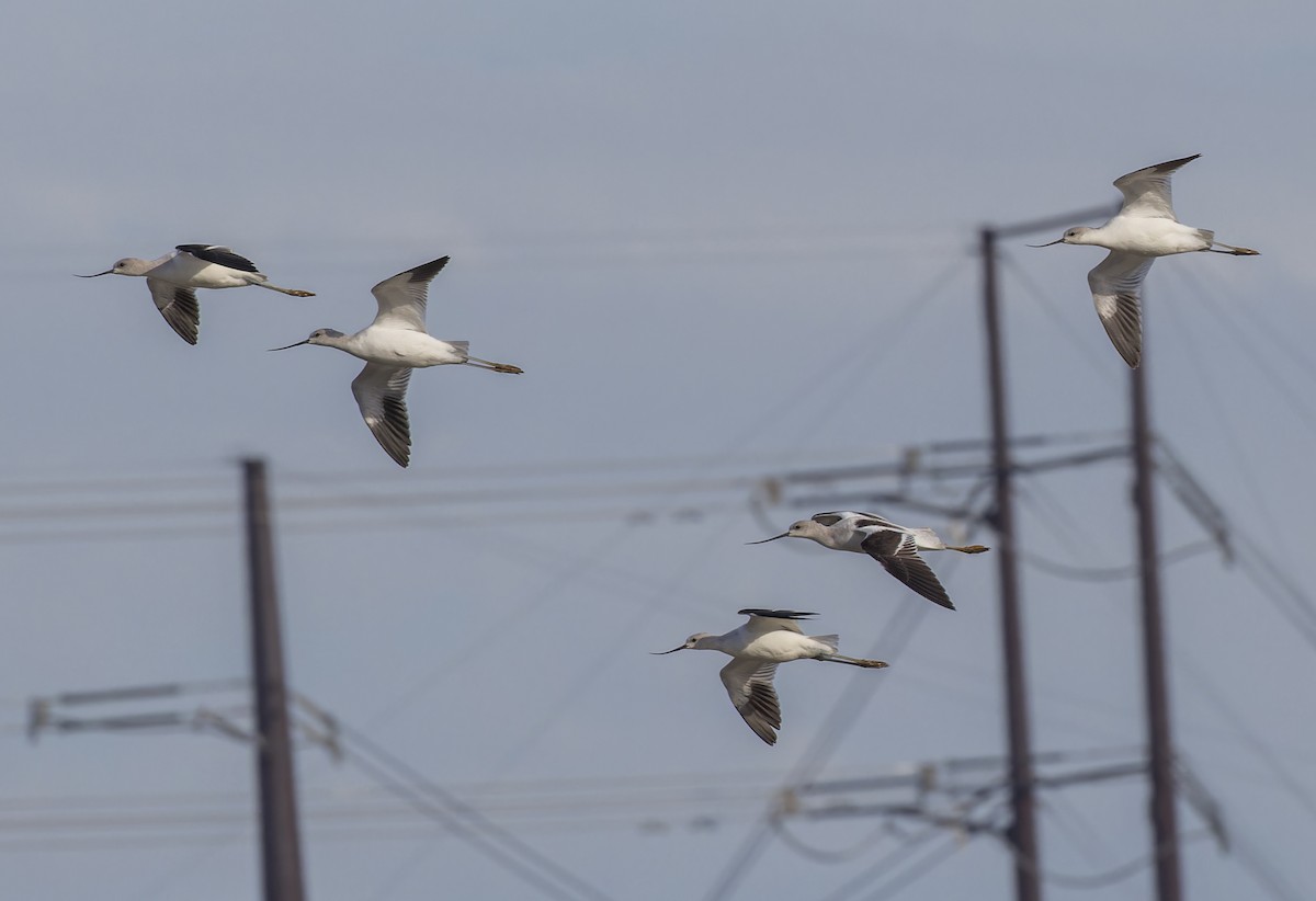 American Avocet - ML610749417