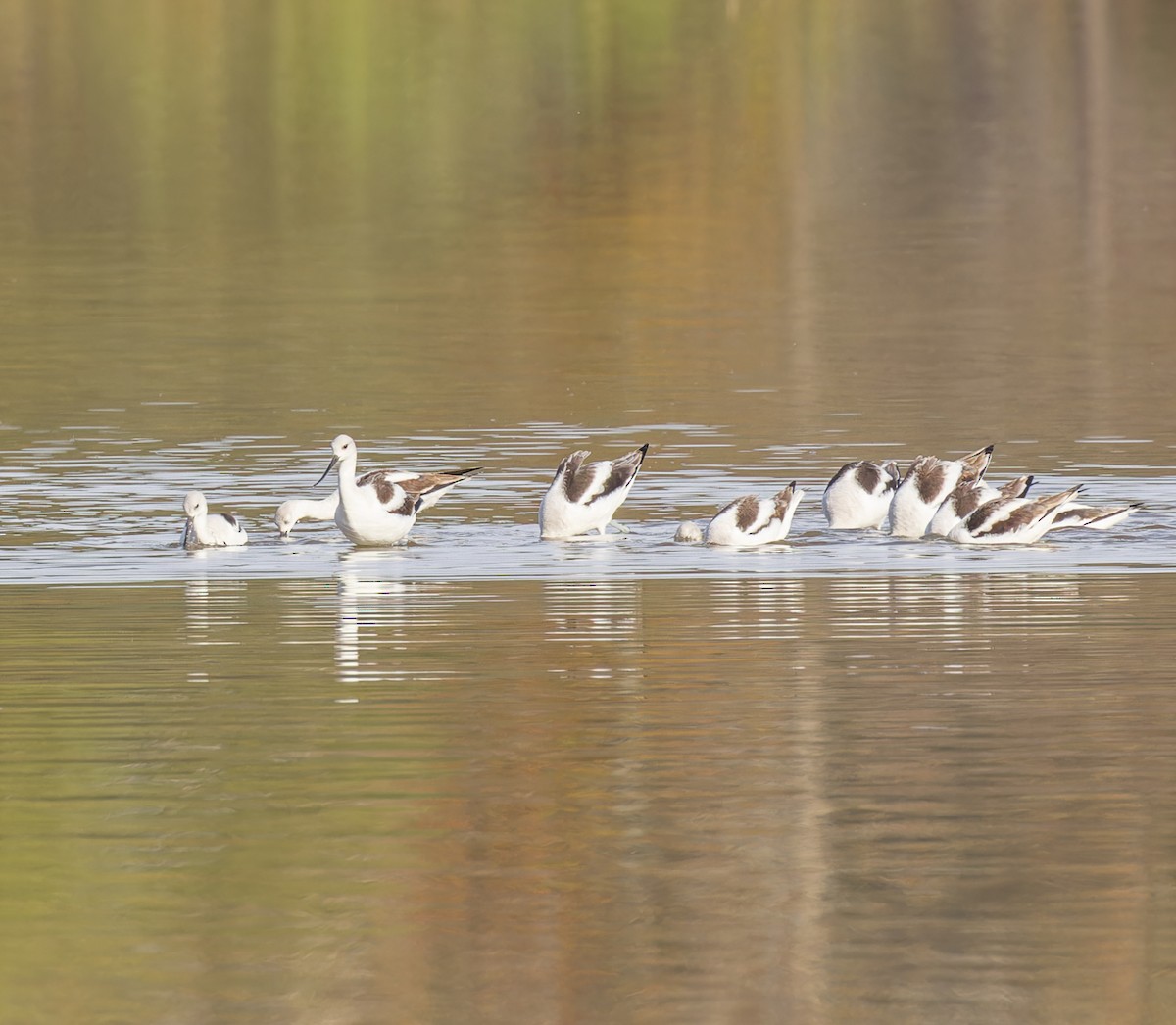 American Avocet - ML610749418
