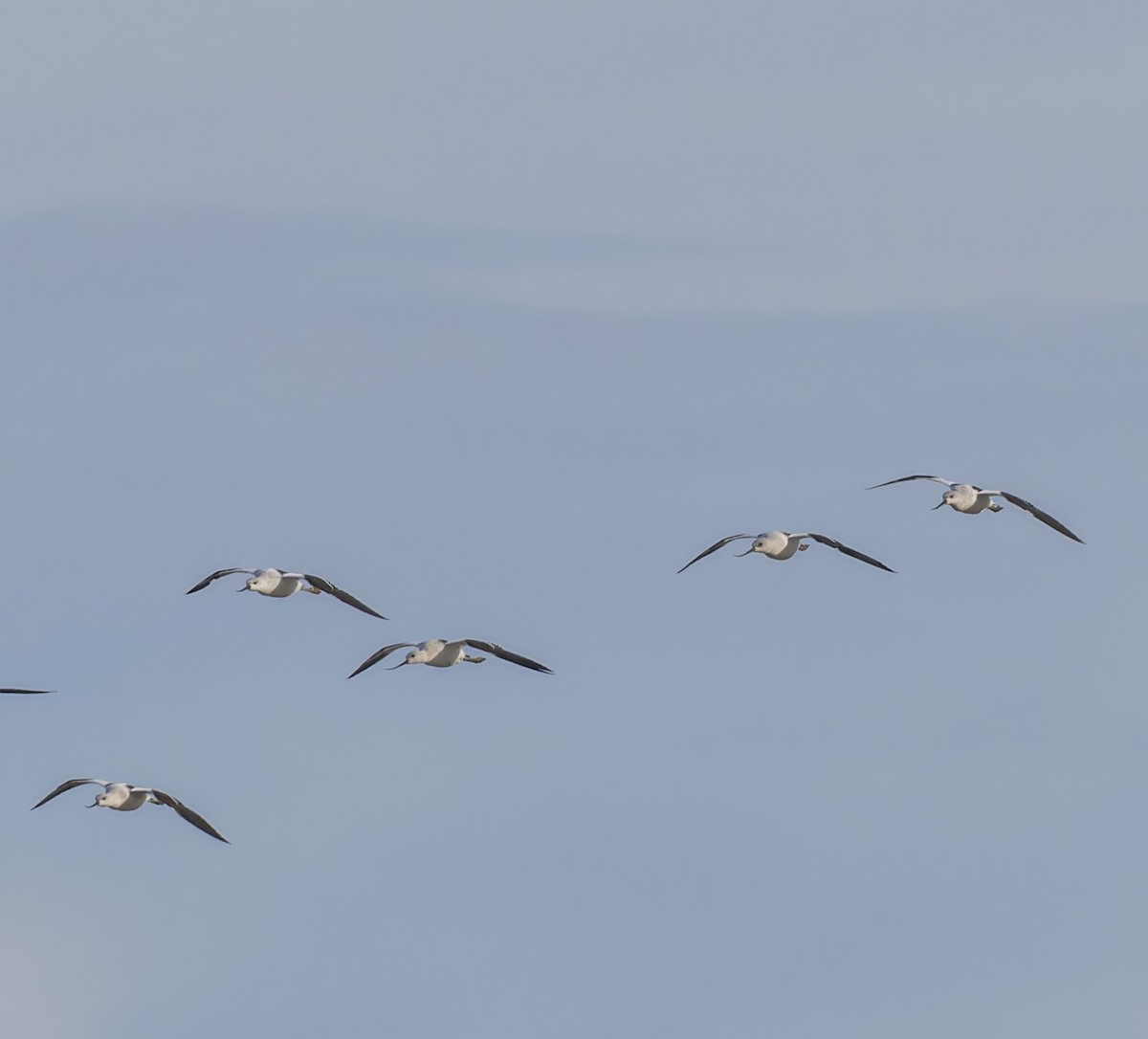 American Avocet - ML610749419