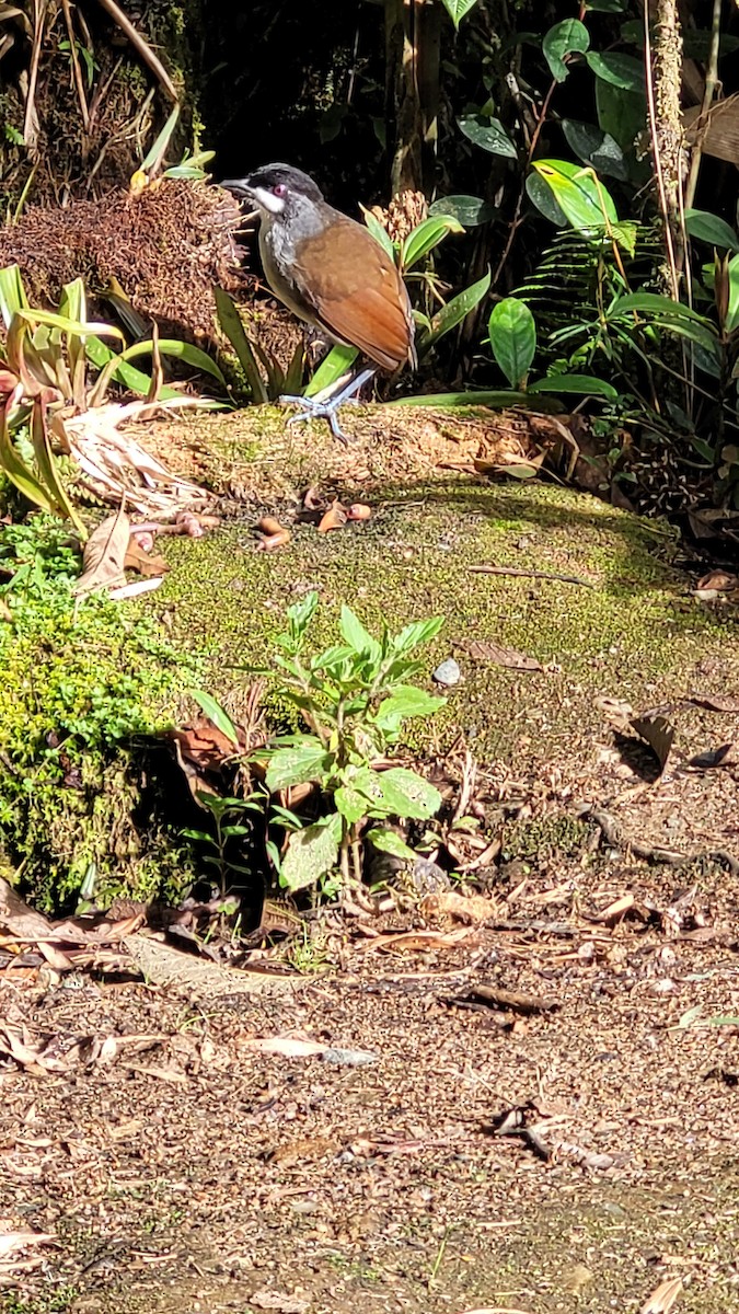 Jocotoco Antpitta - ML610749493