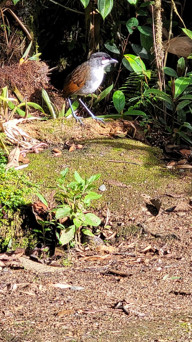 Jocotoco Antpitta - ML610749494