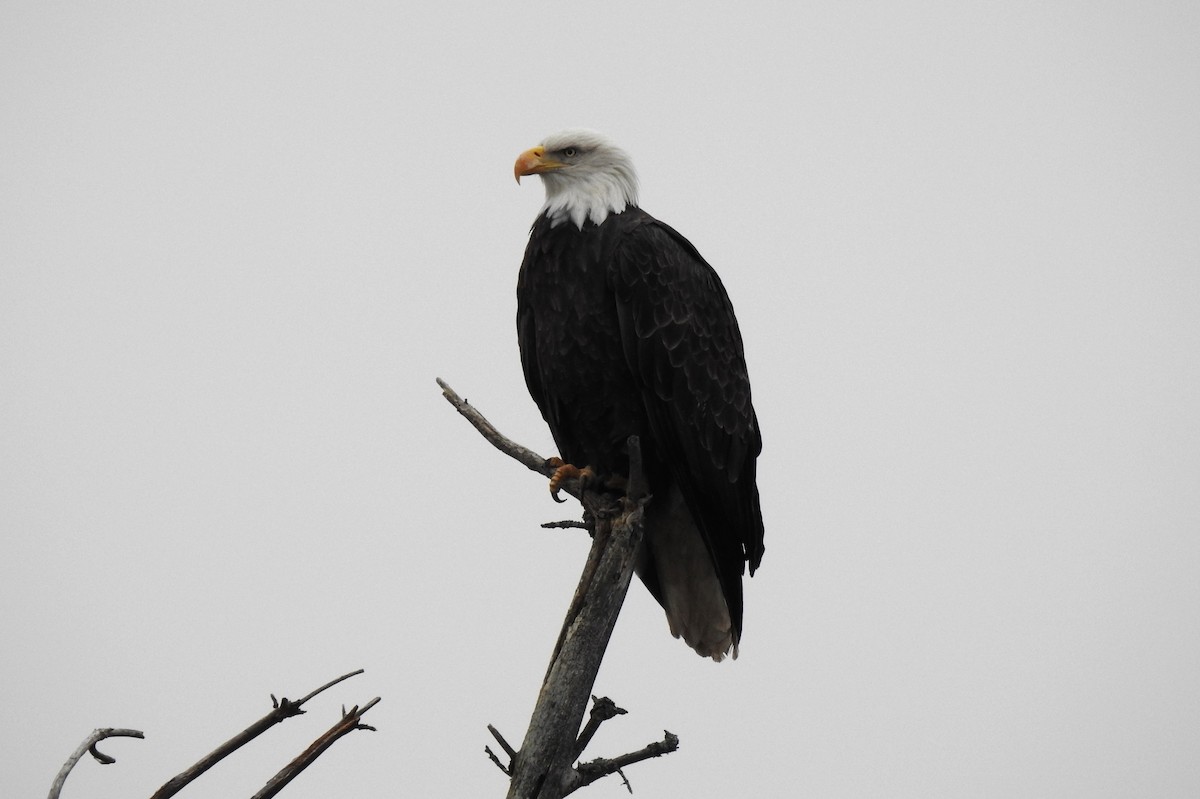 Bald Eagle - ML610749522