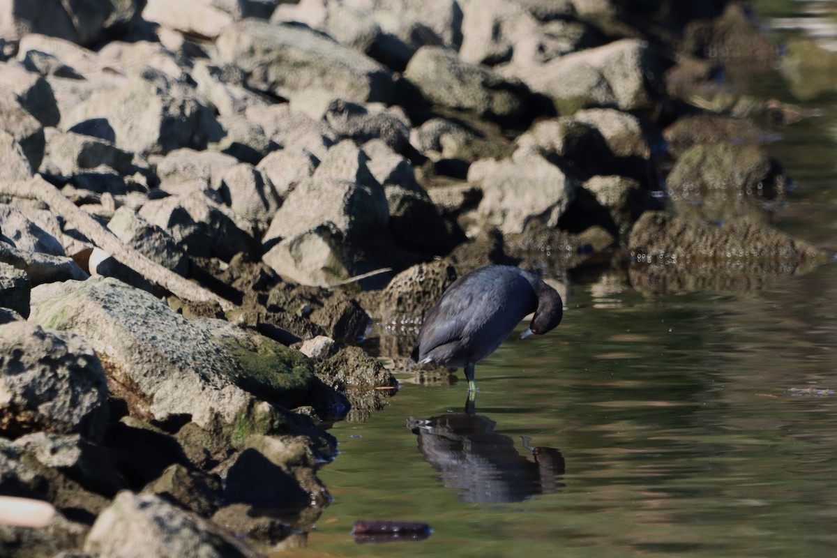 American Coot - ML610749567