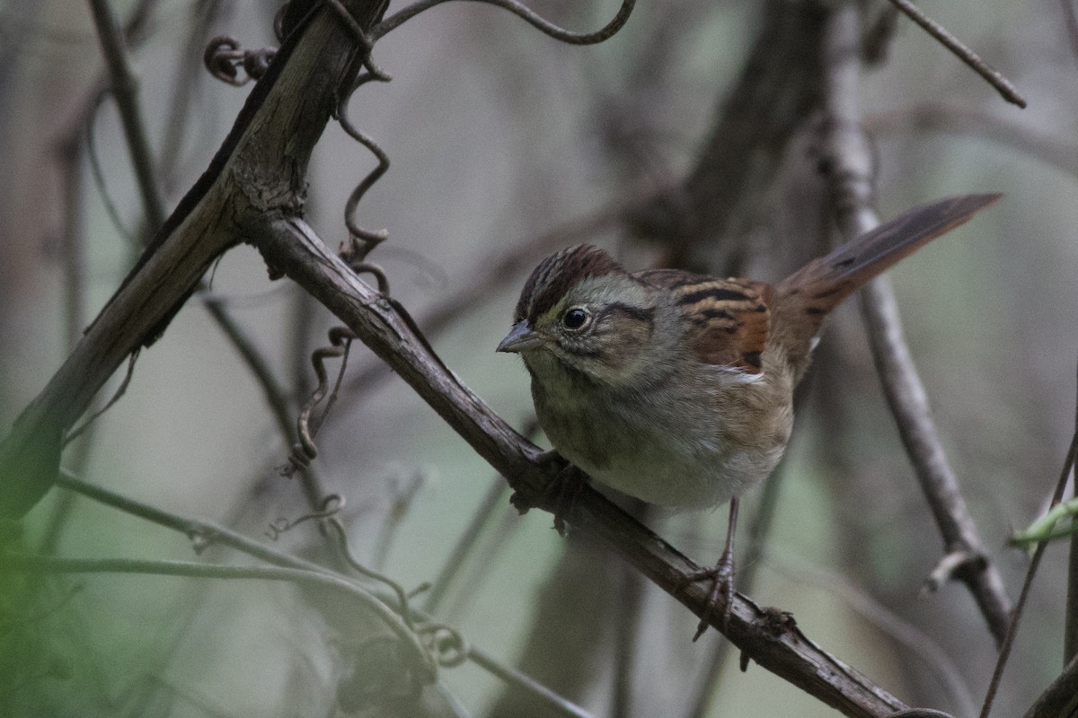 Swamp Sparrow - ML610749571