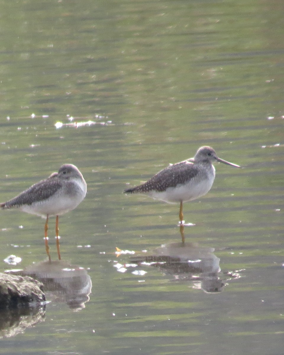 Greater Yellowlegs - ML610749652