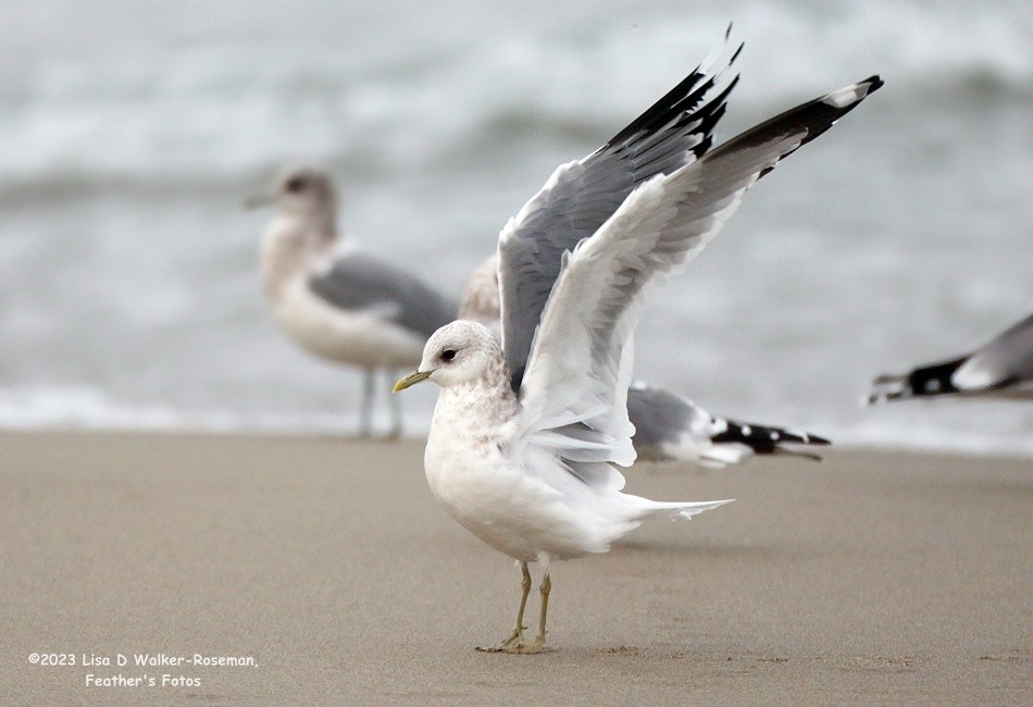 Short-billed Gull - ML610749668