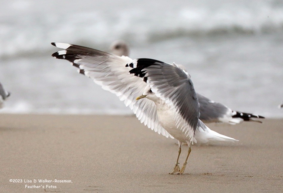 Short-billed Gull - ML610749669