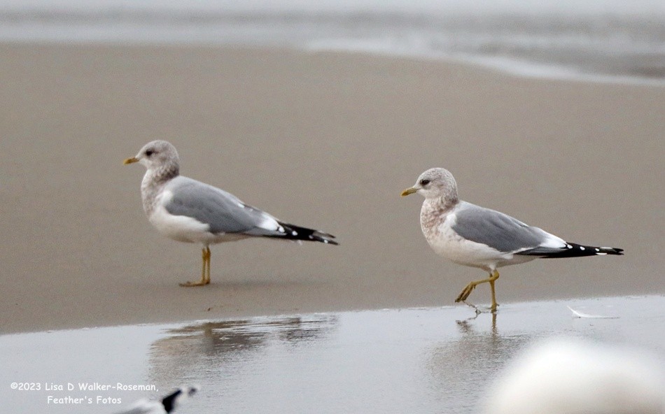 Short-billed Gull - ML610749670