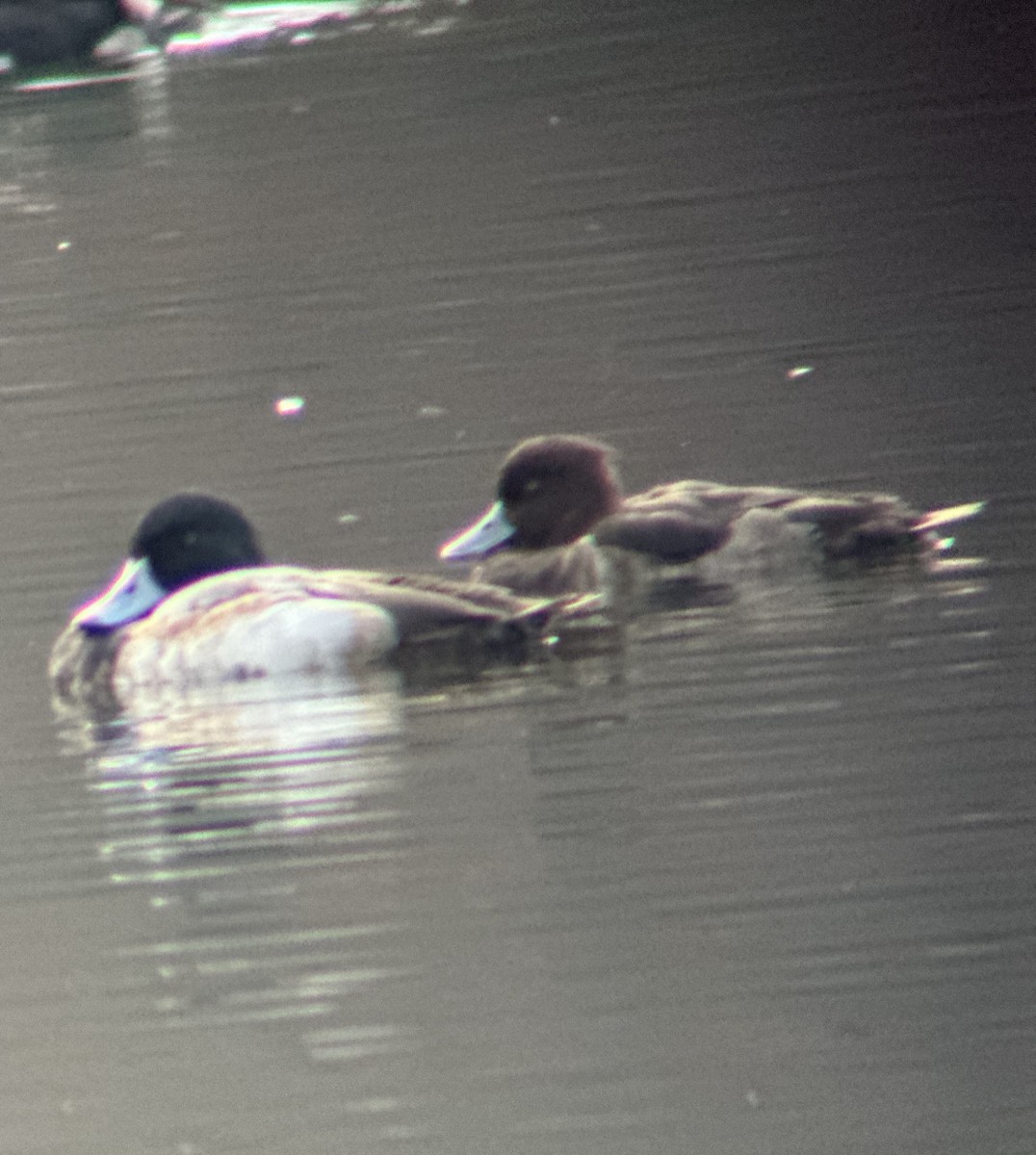 Tufted Duck - ML610749718