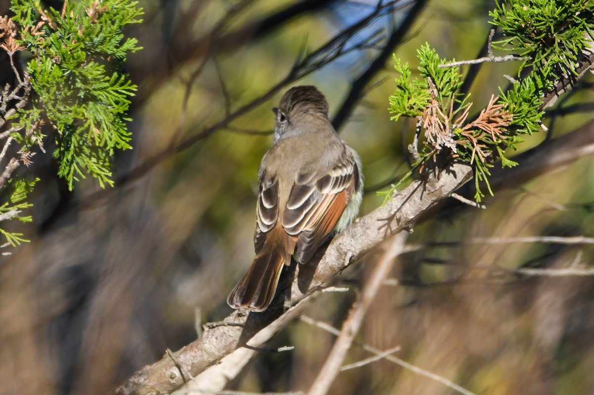 Ash-throated Flycatcher - Benjamin Filreis