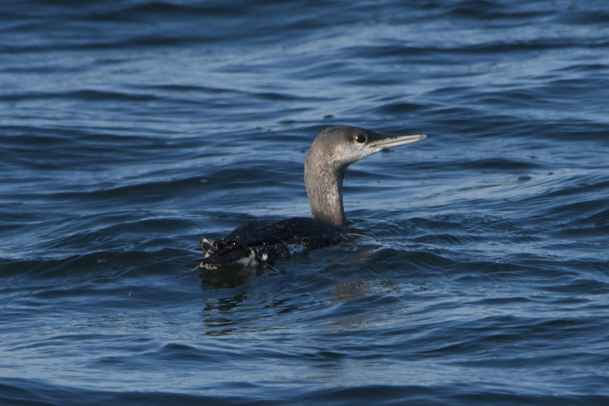 Red-throated Loon - ML610749763