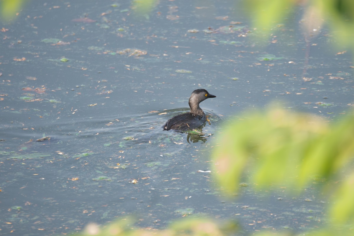 Least Grebe - ML610749794