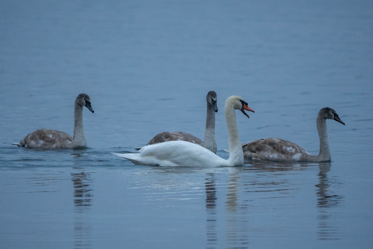 Mute Swan - ML610749841