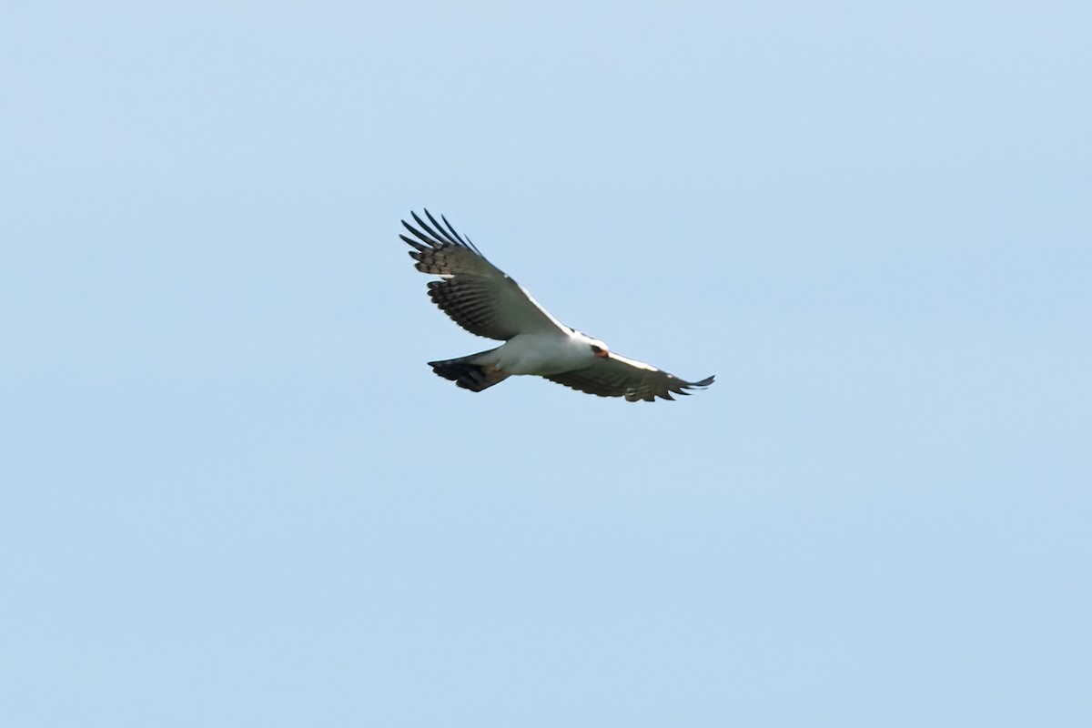 Чёрно-белый орёл - ML610749888