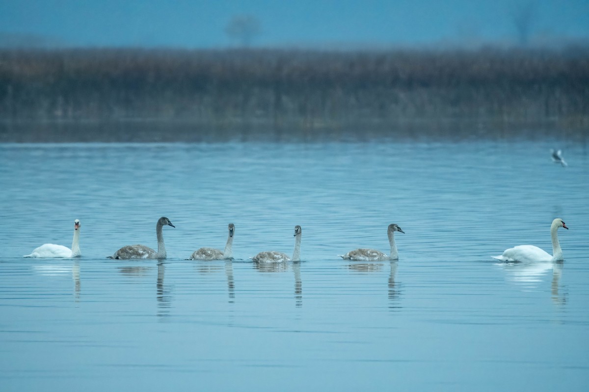 Mute Swan - ML610749900