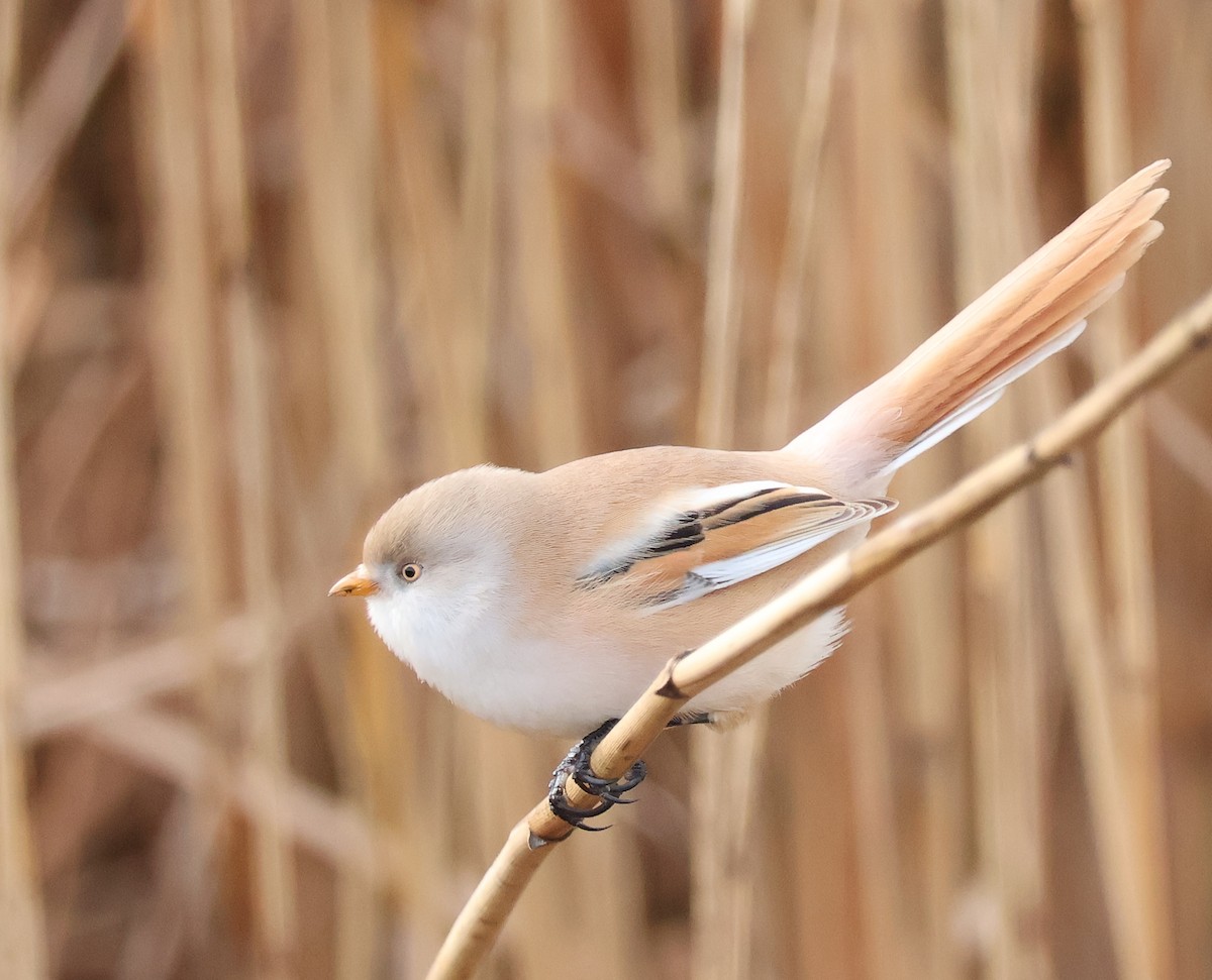 Bearded Reedling - ML610749962