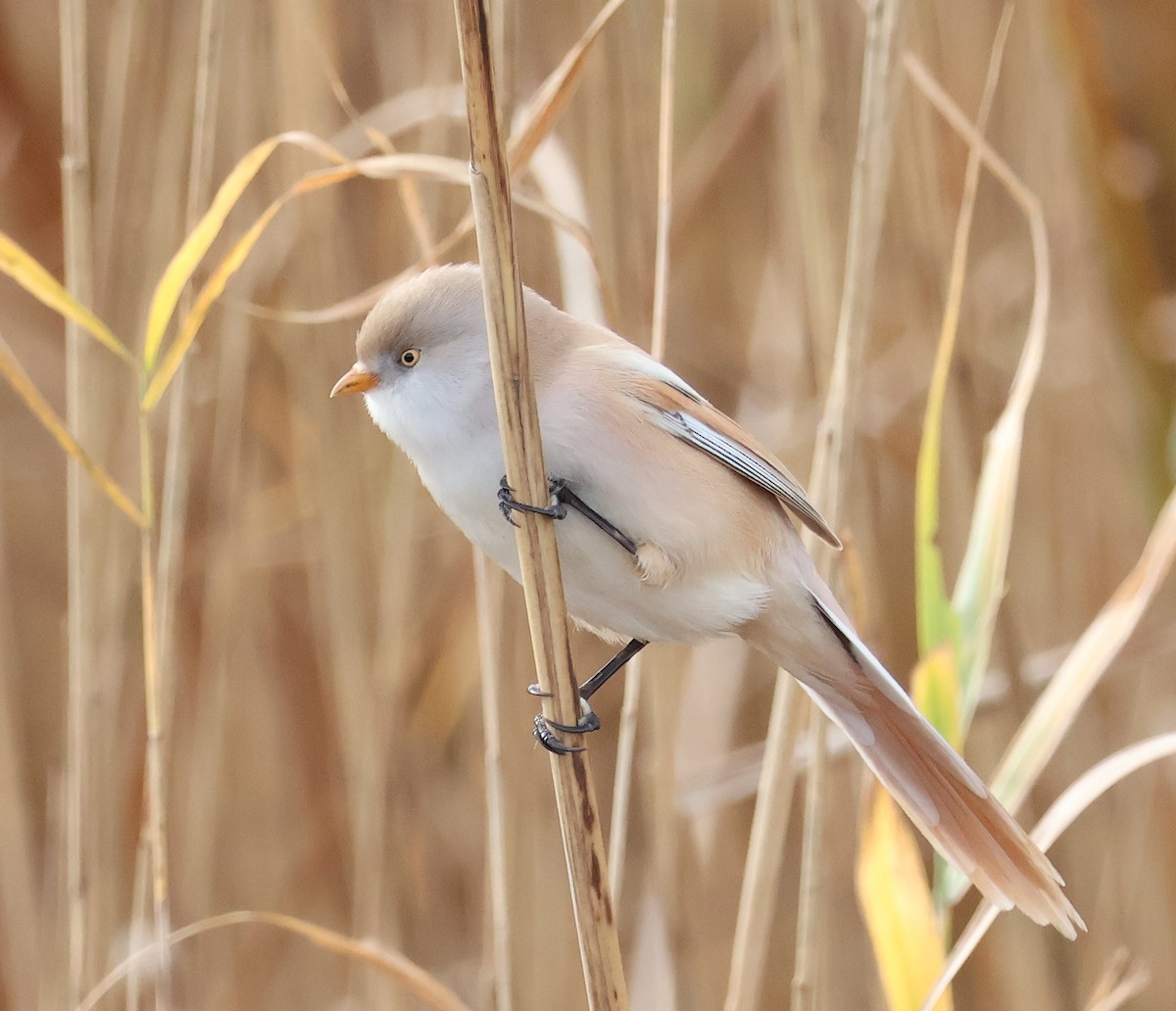 Bearded Reedling - ML610749968