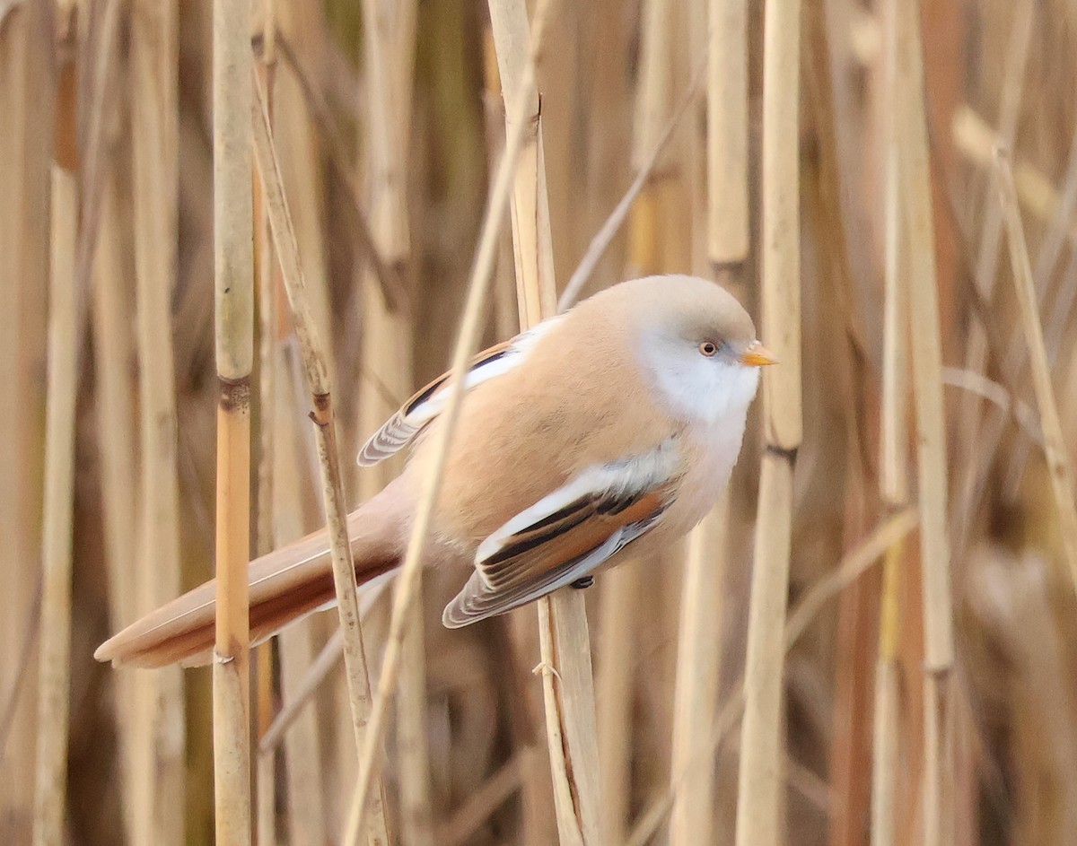 Bearded Reedling - ML610749974