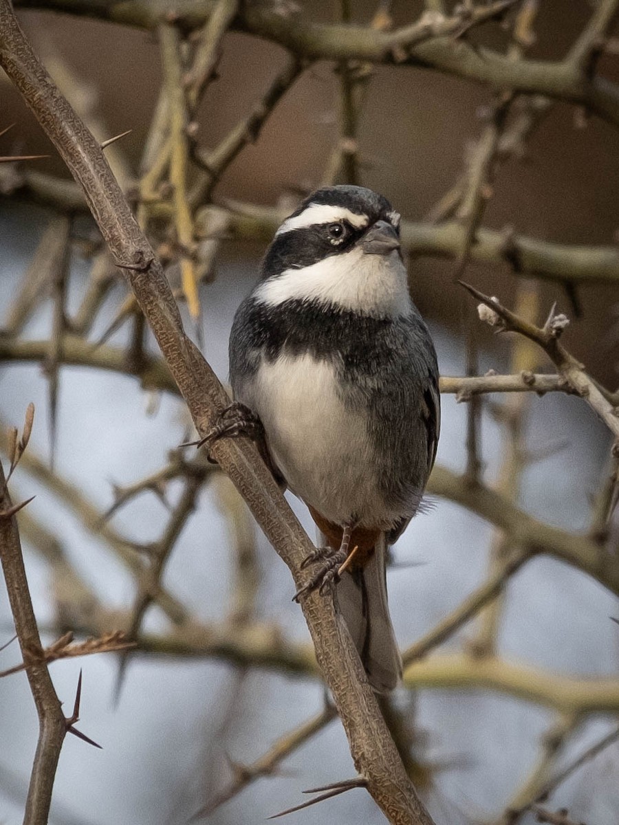 Ringed Warbling Finch - ML610750072