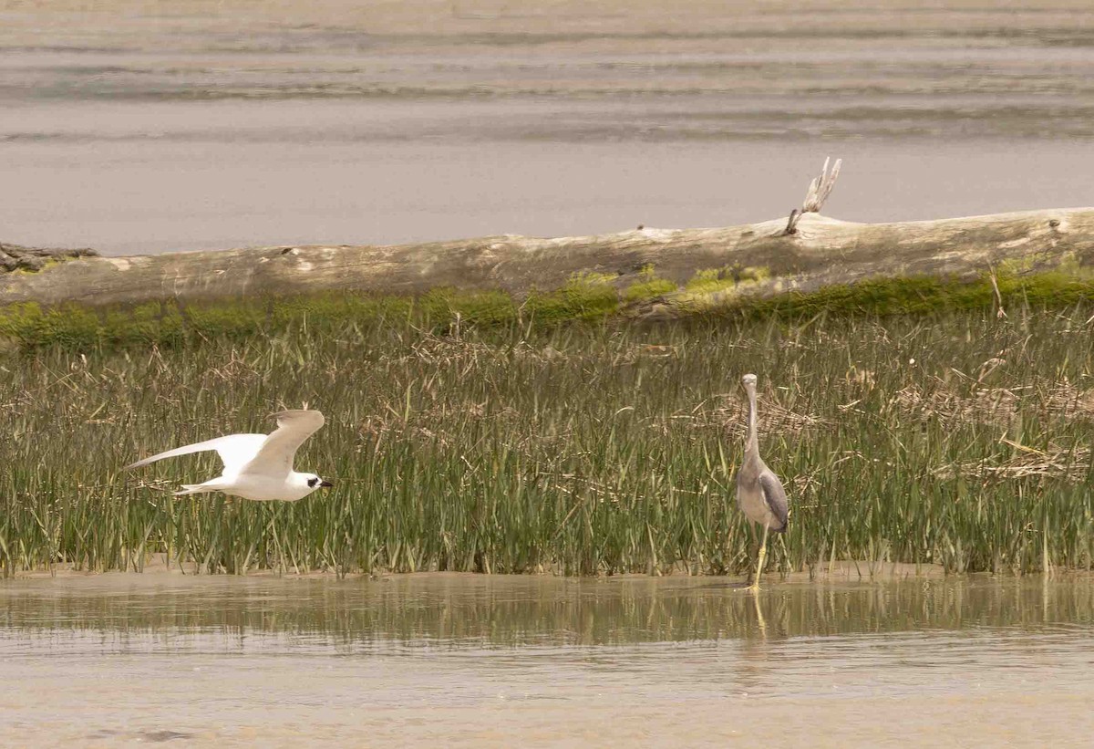 Australian Tern - ML610750074