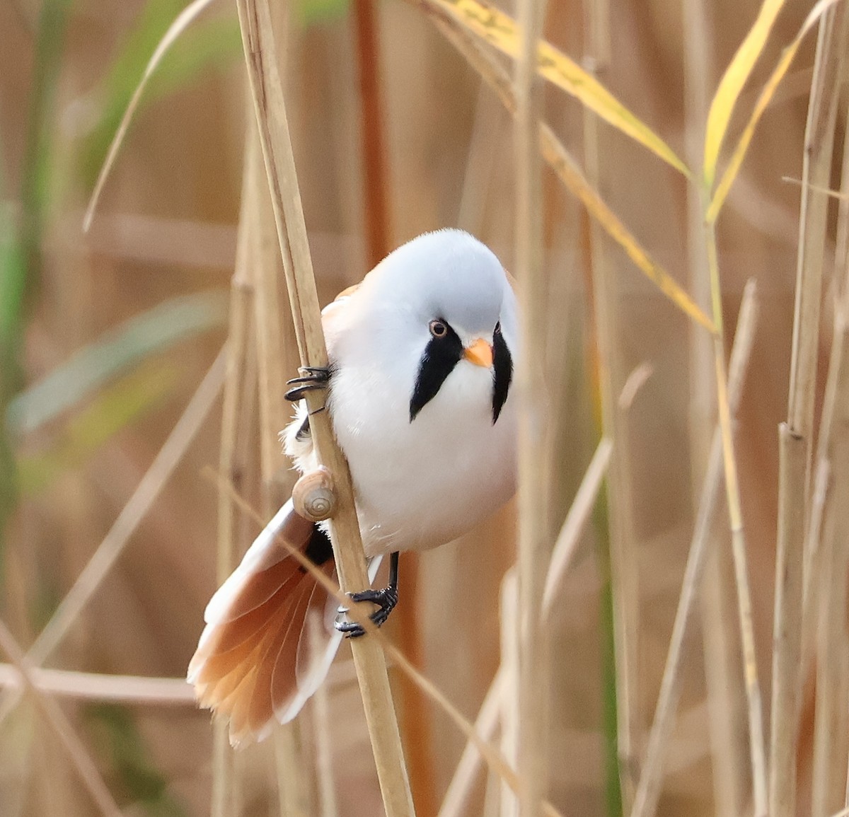 Bearded Reedling - ML610750080