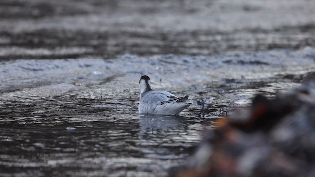 Red Phalarope - ML610750090