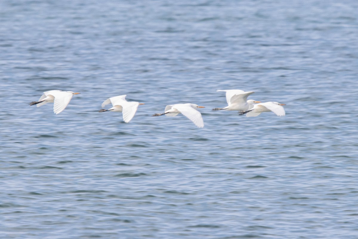 Western Cattle Egret - ML610750107