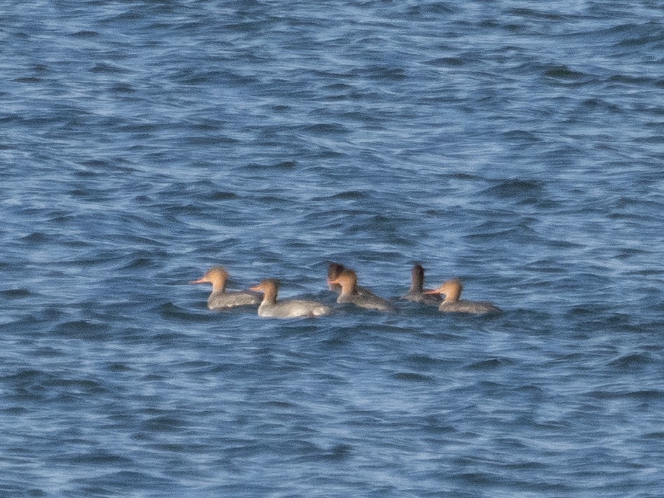 Red-breasted Merganser - Stephen Tarnowski