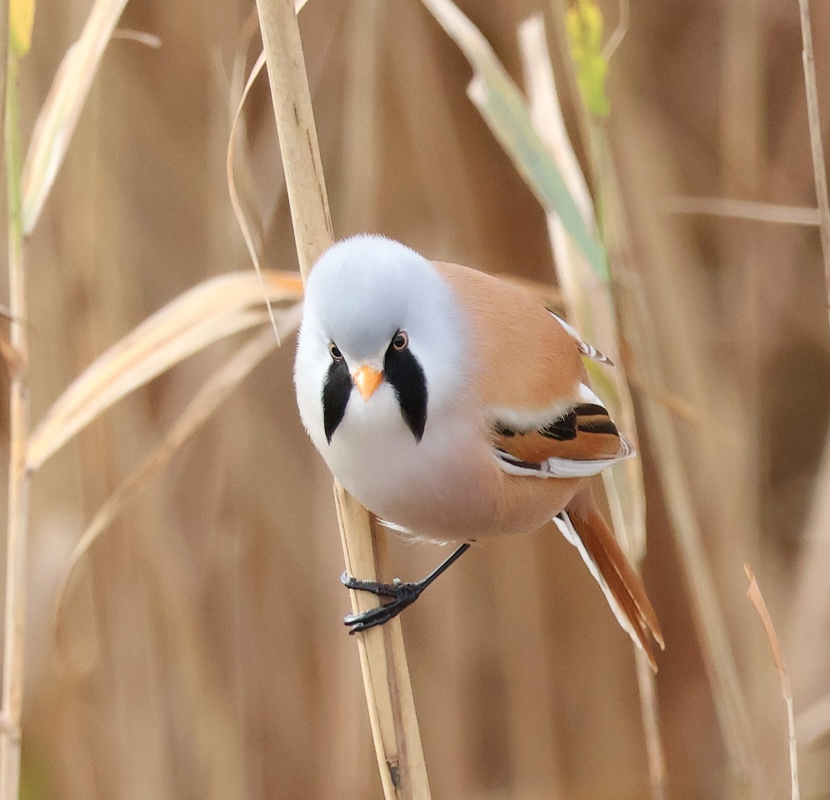 Bearded Reedling - Mileta Čeković