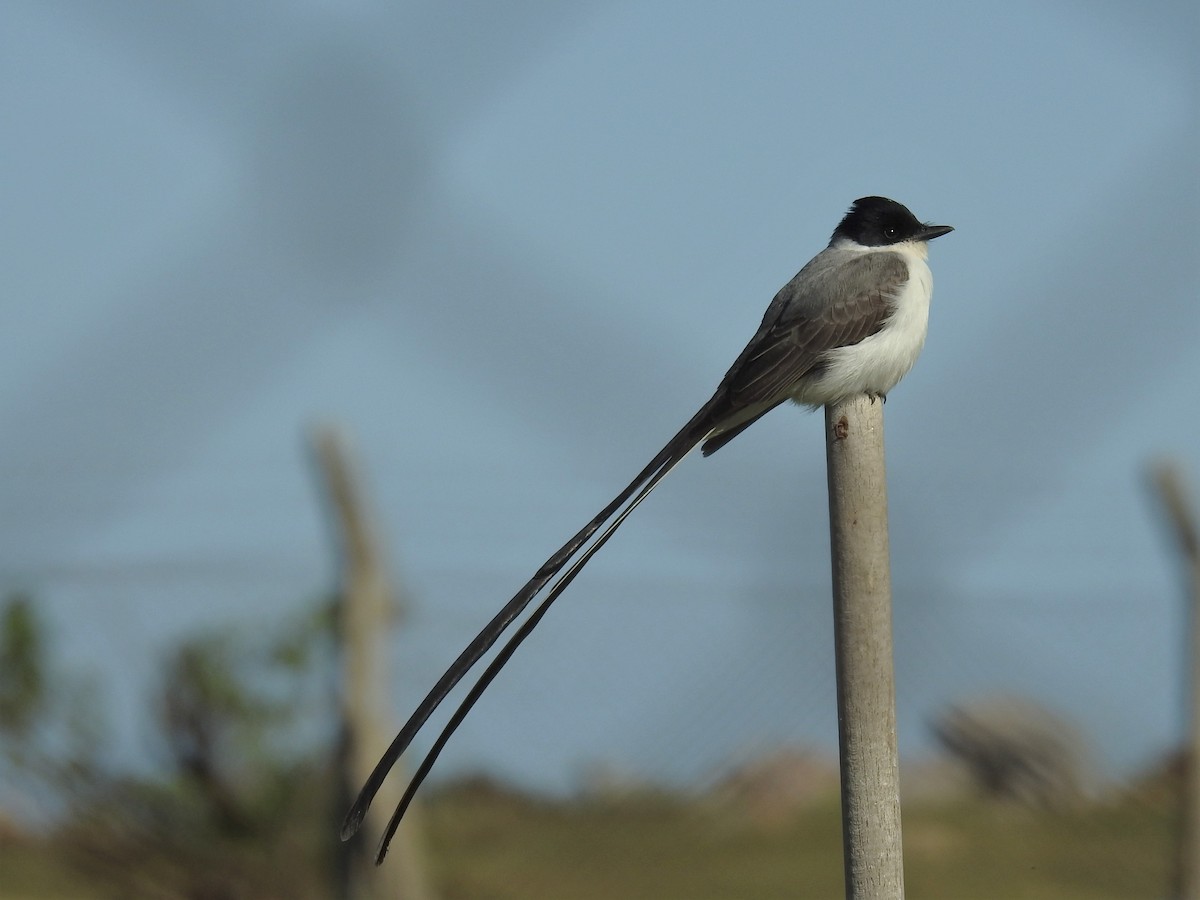 Fork-tailed Flycatcher - ML610750122