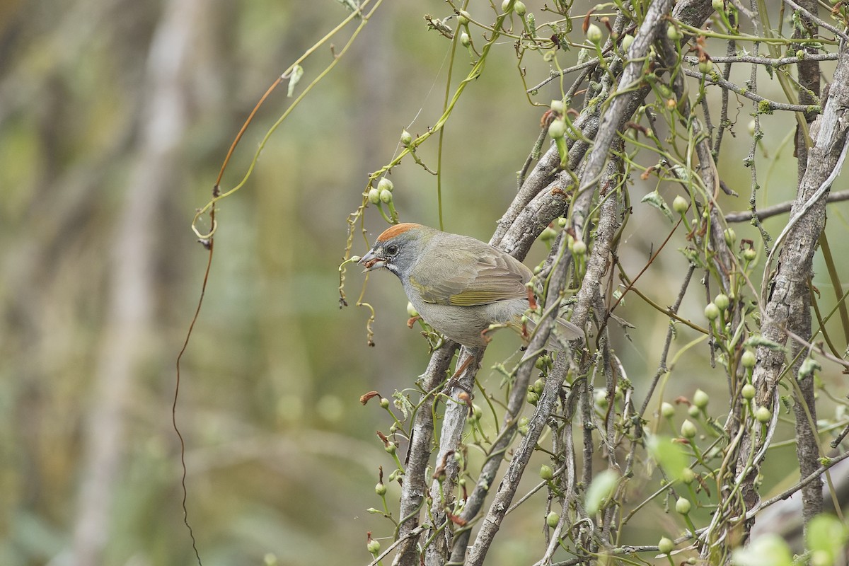 Green-tailed Towhee - ML610750134