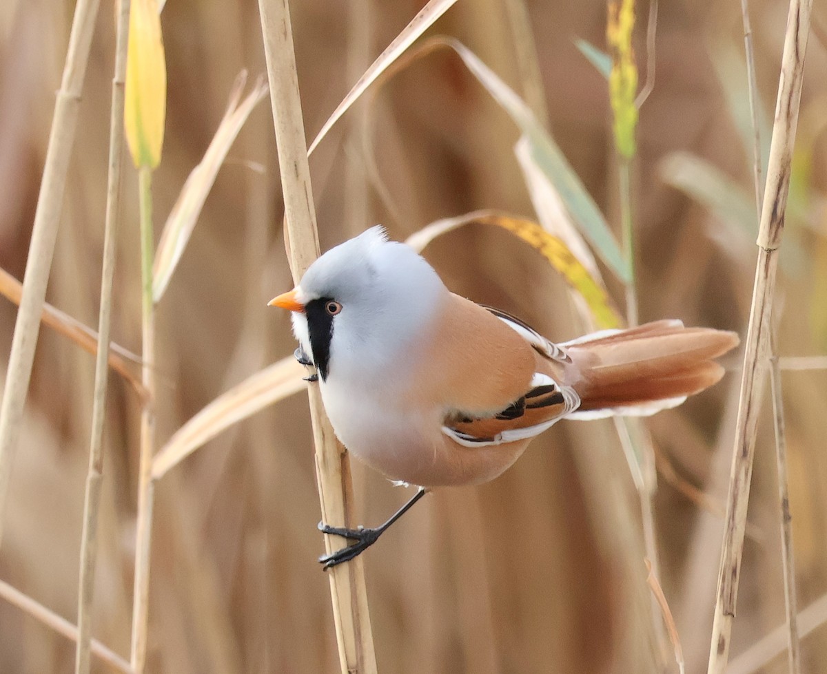 Bearded Reedling - ML610750153