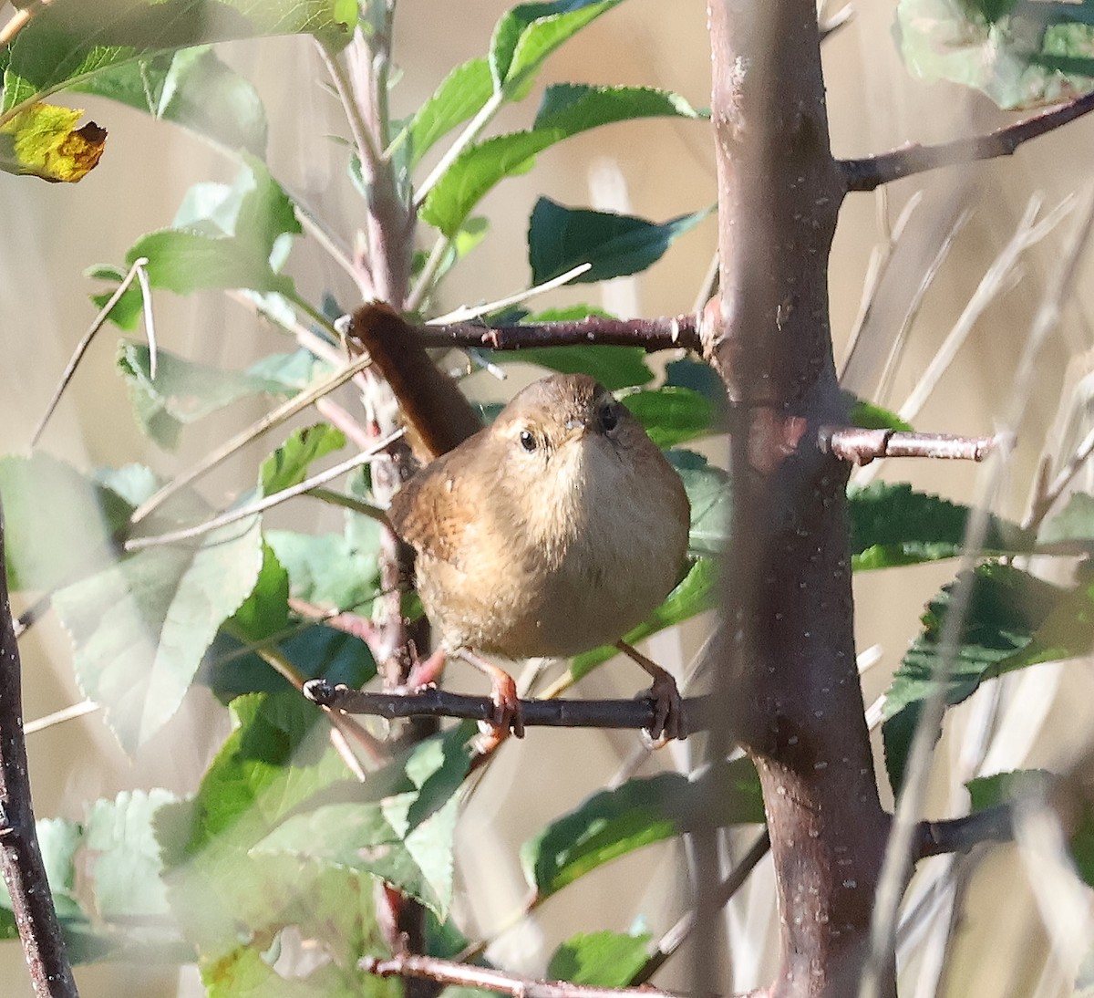 Eurasian Wren - ML610750185