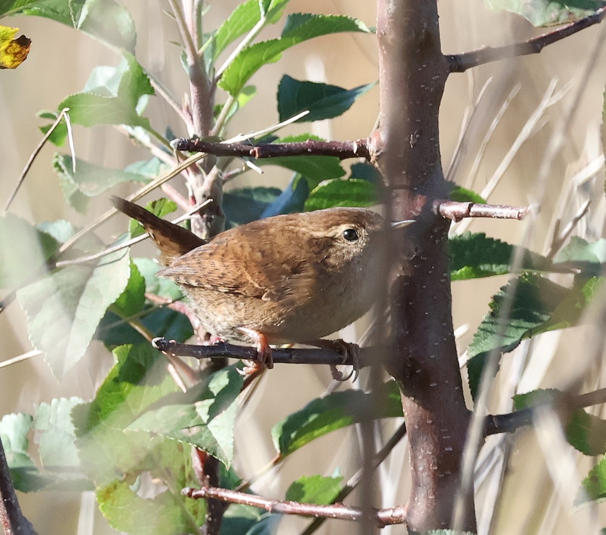 Eurasian Wren - ML610750193