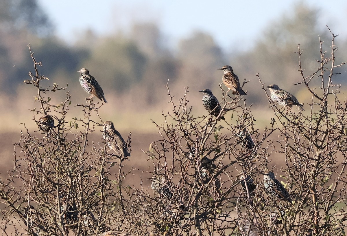 European Starling - ML610750204