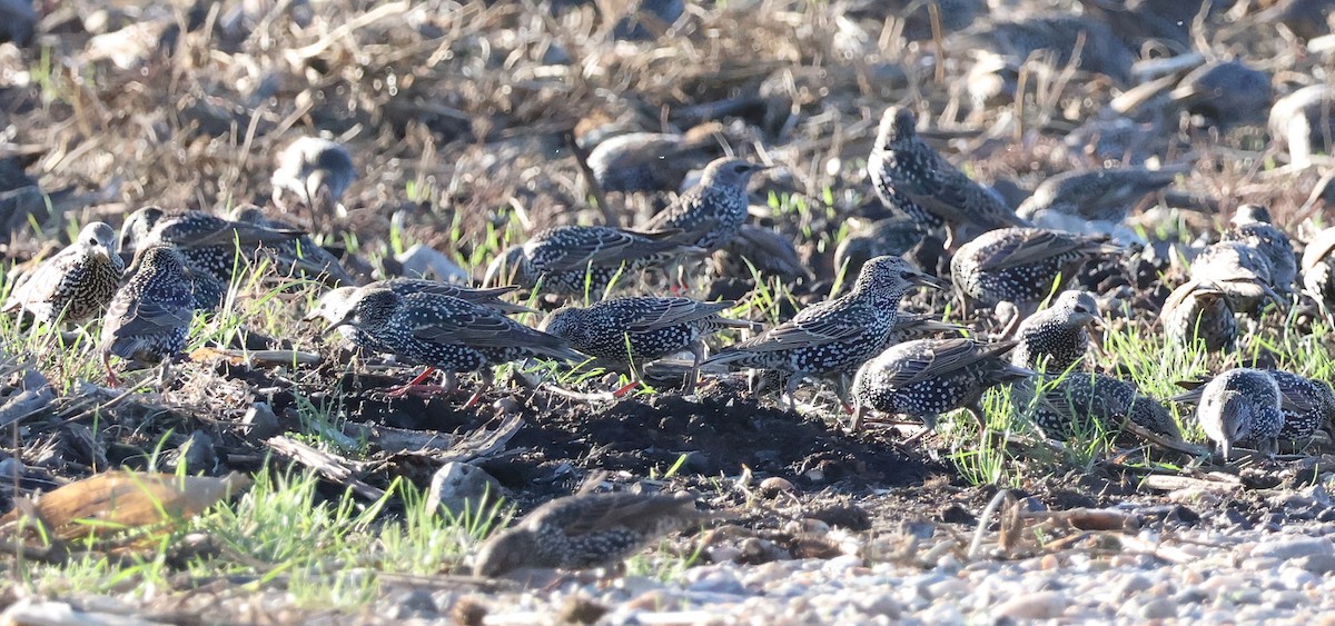 European Starling - ML610750209