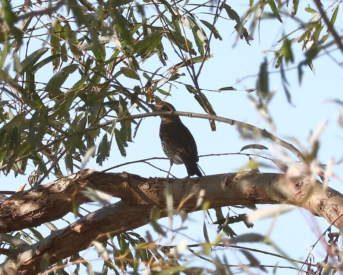 Song Thrush - ML610750220