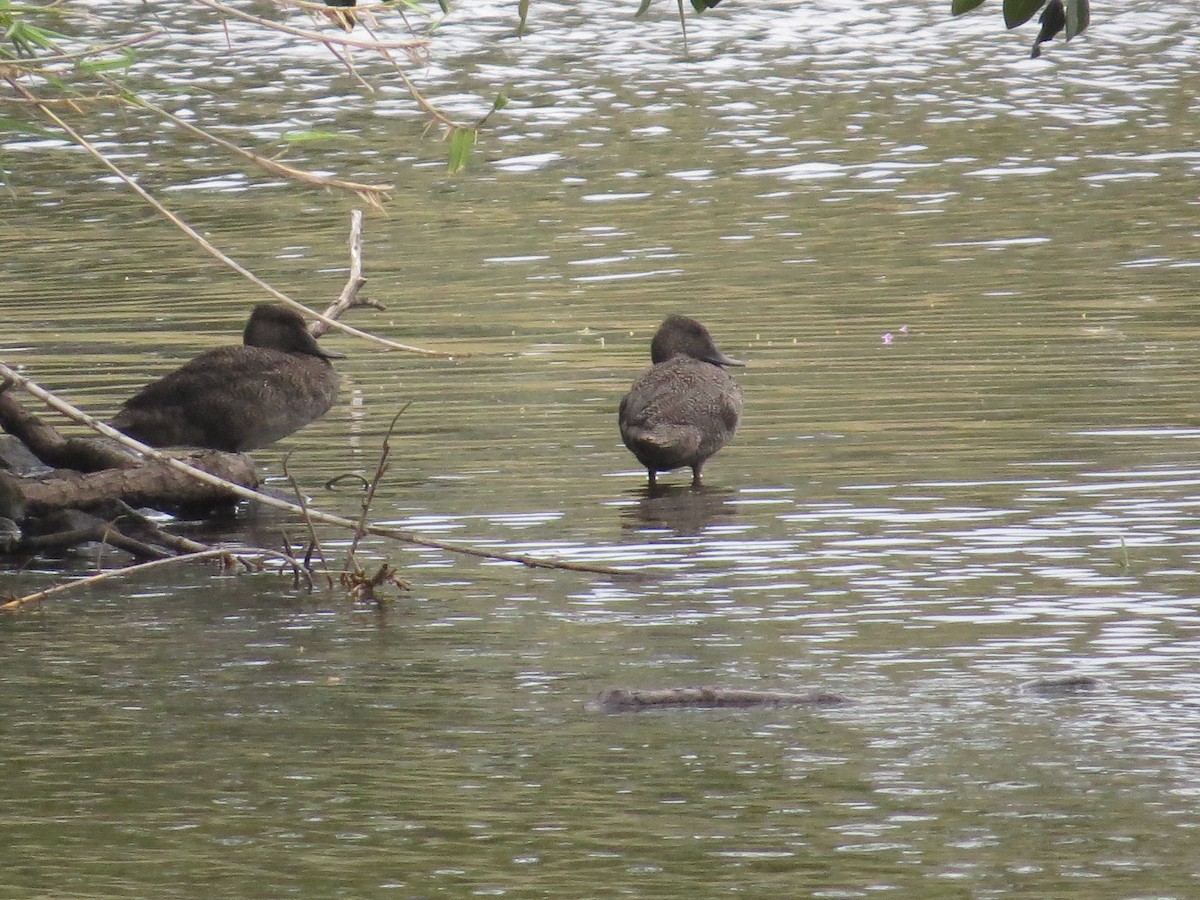 Freckled Duck - ML610750254